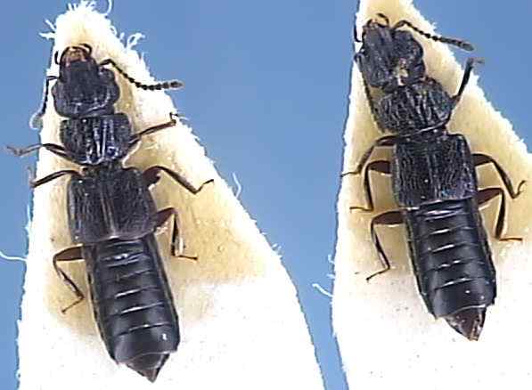Oxytelus rugosus